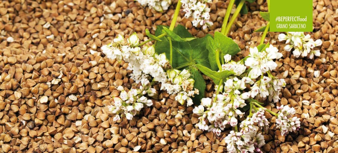 GRANO SARACENO