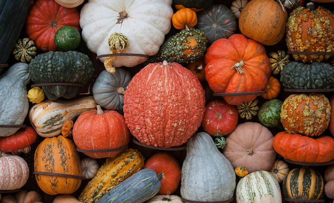 La Zucca è una verdura?